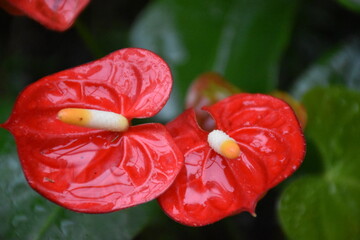 close up of red flower