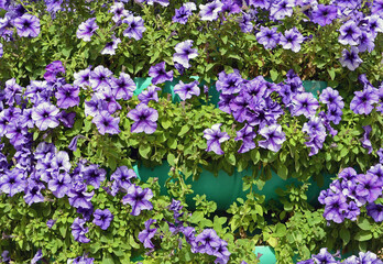 Obraz premium Petunias