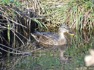 duck swimming in the river