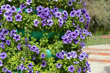 Obraz premium Petunias