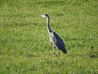 a heron in the grass