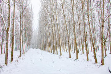 A beautiful path that is placed among a forest in the winter season. Bolu, Goynuk which places in Turkey, has an amazing view in winter. It is one of the most beautiful city in Turkey because of its n