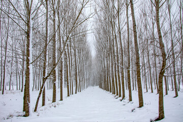 A beautiful path that is placed among a forest in the winter season. Bolu, Goynuk which places in Turkey, has an amazing view in winter. It is one of the most beautiful city in Turkey because of its n