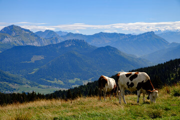 Fototapeta na wymiar Vache des alpages, prairie des montagnes dans les Alpes, là où l'on trouve les meilleurs fromages. Plateau du Semnoz, massif des bauges