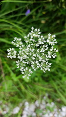 Wilde Möhre, Nahaufnahme der Blüte beim Erblühen