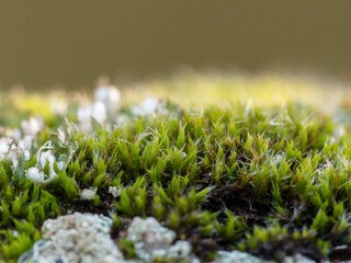 Paysage macro de mousse (Bryophyte) avec une belle lumière parfait pour un fond jolie
