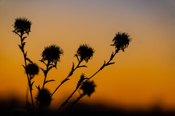 sunset in the field