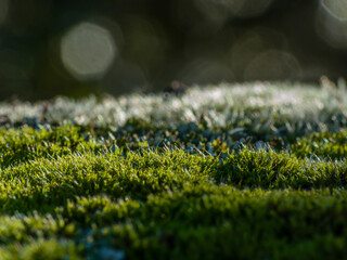 Paysage macro de mousse (Bryophyte) avec une belle lumière parfait pour un fond jolie