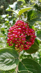 Wolliger Schneeball - Früchte Nahaufnahme