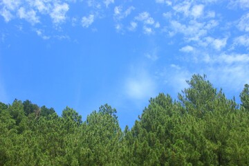 clear blue sky and pine forest leaves, a beautiful natural scenery.
