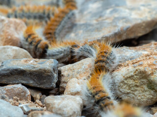 Chenille processionnaire du pin (chenille processionnaire) en ligne, gros plan