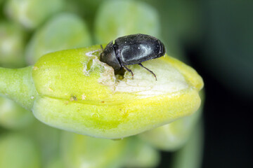 Winter rapeseed flowers damaged by Brassicogethes (formerly  Meligethes) aeneus. It is an abundant...