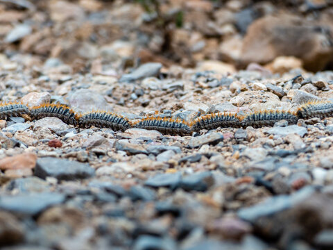 53 Best Chenille Processionnaire Images Stock Photos Vectors Adobe Stock