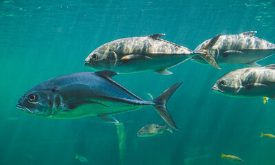 Live Jacks or Trevallies fish swimming.