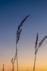 Obraz premium reeds at sunset