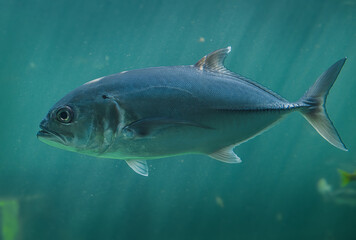 Live Jacks or Trevallies fish swimming.