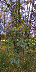 Birch branch with green and yellow leaves.