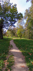 The path among the trees in the city park. City landscape.