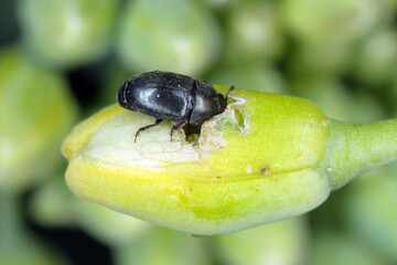 Winter rapeseed flowers damaged by Brassicogethes (formerly  Meligethes) aeneus. It is an abundant pollen beetle, important pest of oilseed rape.