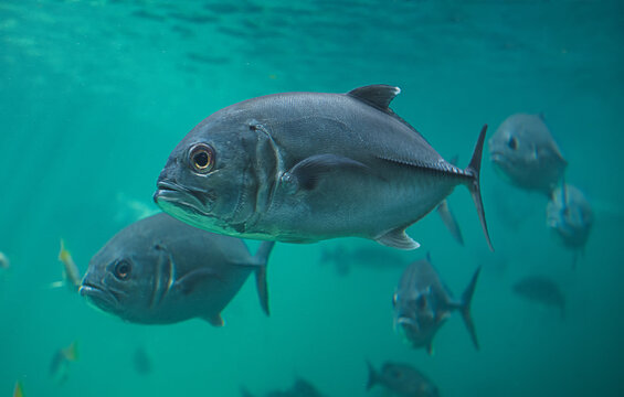 Live Jacks or Trevallies fish swimming.