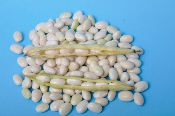 Coco paimpolais bean on a blue background