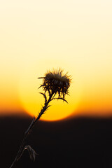 dandelion against sunset