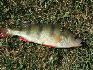Newly caught perch lying on the grass