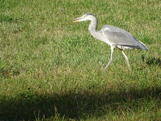 a heron in close up