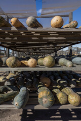 pumpkins drying on wooden shelves in the sun