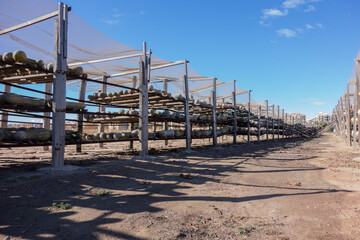pumpkins drying on wooden shelves in the sun