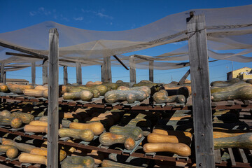 pumpkins drying on wooden shelves in the sun