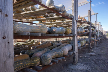 pumpkins drying on wooden shelves in the sun