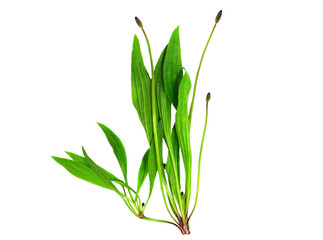 Plantago Lanceolata Medicinal Herbal Plant. Front View. Also Known as Ribwort Plantain, Narrowleaf Plantain, English Plantain, Ribleaf, Lamb's Tongue, and Buckhorn. Isolated on White.