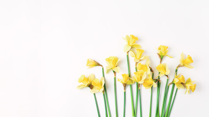 Obraz premium long floral banner. beautiful bouquet of fresh daffodils of yellow color on a white background. simple holiday spring greeting card, invitation card. space for text, minimalistic composition