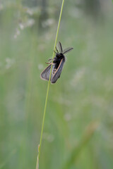 Small moth insect in the grass