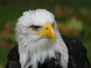 Weisskopfseeadler