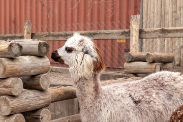Obraz premium Cute and funny farm alpaca, friendly animal.