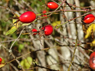 rose hip in autumn