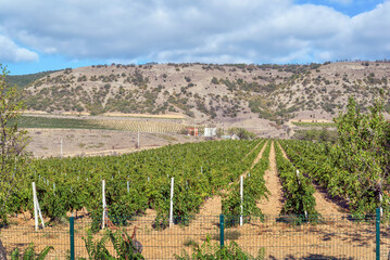 Fototapeta na wymiar View of vineyards in Crimea