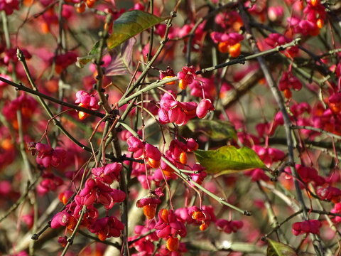 berries in the forest in autumn, spindle tree