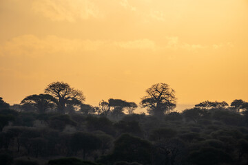Sunrise over tropical trees