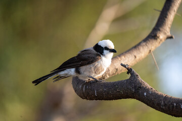 Northern white-crowned shrike on a branch