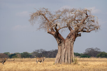 Eland in front of a Baobab tree