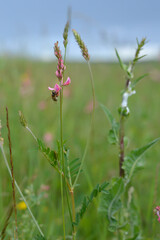 Bee on a pink wildflower in nature pollinatung