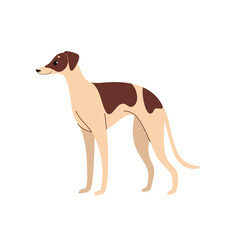 Fototapeta premium Whippet. Cute dog character. Vector illustration in cartoon style for poster, postcard.