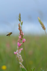 Bee in action on a field