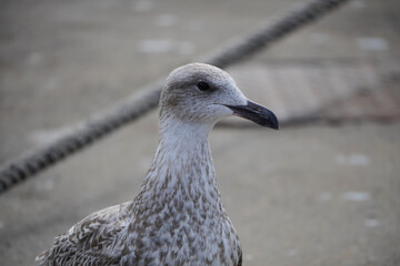 Möwe am Hafen Wismar