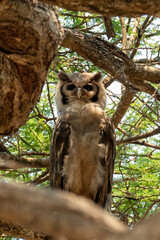 Verreaux's eagle owl