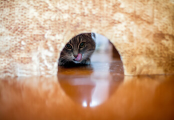 cute tabby cat peeks into a hole in the wall in search of a good mouse