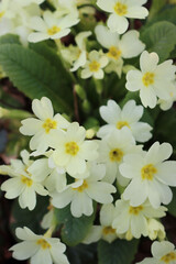 Yellow Primrose flowers in the garden. Primula vulgaris 